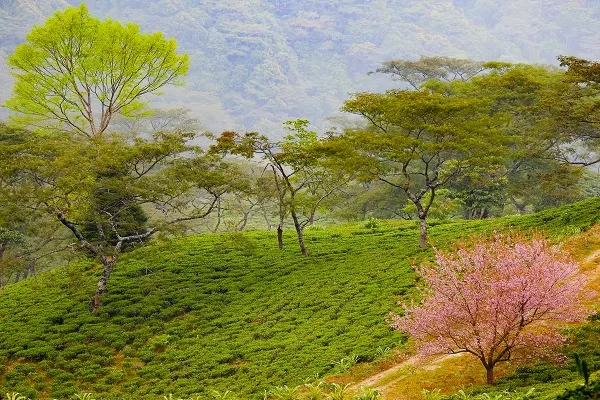 Rangaroon Tea Garden