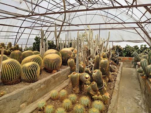 Cactus Nursery